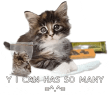 a kitten is holding a bag of marijuana with the words " y i can has so many " written below it