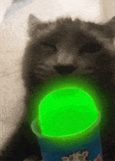 Cat Uranium GIF - Cat Uranium Do Not Eat Uranium GIFs