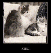 Komaru Kish GIF - Komaru Kish GIFs