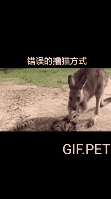 Gifpet Cute GIF - Gifpet Cute Pet GIFs