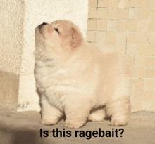 a chow chow puppy standing next to a wall with the caption is this ragebait