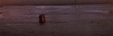a dog is running on the ground in the dark