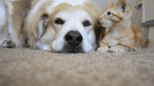 Put Upon GIF - Dogs Cats Kittens GIFs