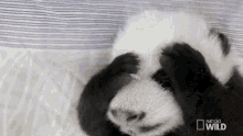 Panda Oh No GIF - Panda Oh No Face Palm GIFs