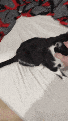 Adam Cat GIF - Adam Cat Handshake GIFs