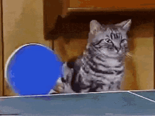 cat ping pong table tennis