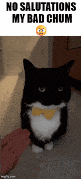 a black and white cat wearing a bow tie is being petted