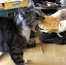Hamburger Cat GIF