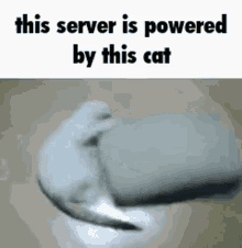 server cat