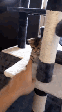 Cat May The Force Be With You GIF - Cat May The Force Be With You High Five GIFs