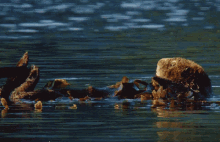 a sea otter laying on its back in the water looking at something