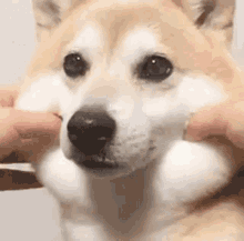 Cute Doggo GIF - Cute Doggo Doge GIFs