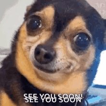 Yes See You Soon GIF - Yes See You Soon Dog GIFs