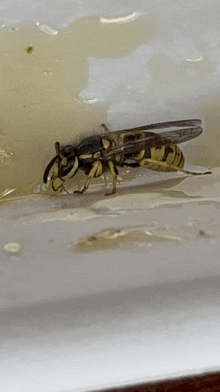 Not The Bees GIF
