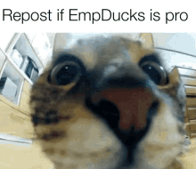 emp ducks pro repost cat jump
