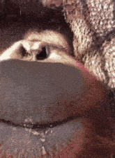 a close up of a stuffed animal 's nose