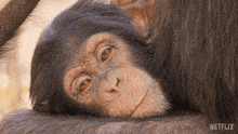 Sleepy Chimpanzee GIF