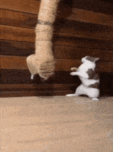 a cat standing on its hind legs playing with a rope