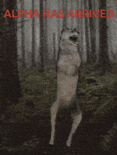 a picture of a wolf in a forest with the words alpha has arrived above it