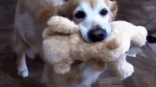 Dog GIF - Dog Puppy Stuffed Toy GIFs
