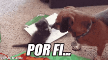 Gato Diciendo Por Fi A Un Perro GIF - Por Favor Por Fi Porfis GIFs