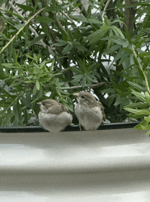 two small birds perched on a window sill looking at something