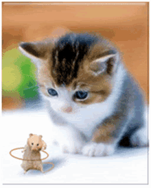 Kitty Hamster GIF - Kitty Hamster Hula Hoop GIFs