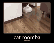 Cat Roomba How GIF - Cat Roomba How Cat GIFs