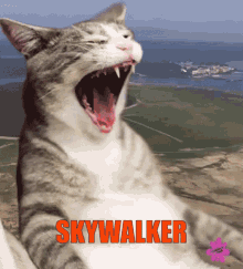 Skywalker Cat GIF - Skywalker Cat Laser GIFs
