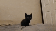 Cute Cat Wiggle GIF - Cute Cat Wiggle GIFs