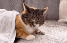 Cat Yeet GIF