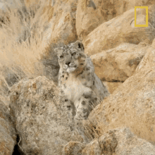 Im Out Wild Cats Of India GIF - Im Out Wild Cats Of India Big Cat Kingdom GIFs