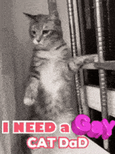 a cat standing on its hind legs with the words " i need a gay cat dad "