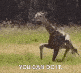 a giraffe is standing on its hind legs in a field with the words `` you can do it '' .
