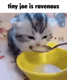 Kitten Tiny Joe GIF - Kitten Tiny Joe Ravenous GIFs