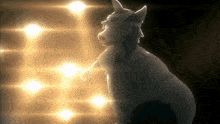 a wolf with a bandage on its head is standing in front of a row of lights