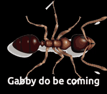 Gabby Ant GIF - Gabby Ant GIFs