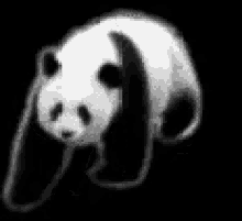 Panda Walking GIF - Panda Walking Cute GIFs