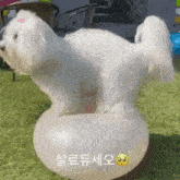 a small white dog is sitting on top of a white balloon .