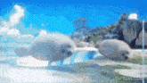 a gif from gifrun.com shows seals swimming in the water