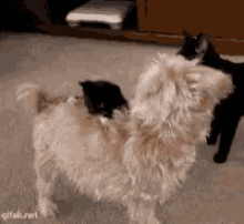 Excited Love GIF - Excited Love Dog GIFs