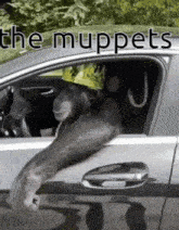 a chimpanzee wearing a crown is sticking its head out of a car window with the muppets written above it