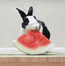 Rabbit Eating GIF - Rabbit Eating Watermelon GIFs