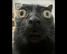 a close up of a black cat with a surprised look on his face