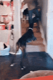 Jumping Dog Dog GIF - Jumping Dog Dog Ognans GIFs
