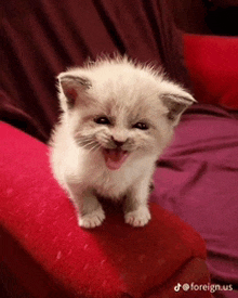 Scream Cat GIF - Scream Cat Silly Cat GIFs