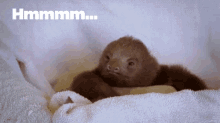 Sloth Chin Scratch GIF - Sloth Chin Scratch Fascinating GIFs