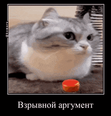 a gray and white cat is looking at a red button on the ground .