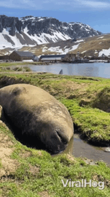 Seal Viralhog GIF - Seal Viralhog Sleep GIFs