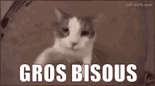Gros Bisous GIF - Gros Bisous GIFs
